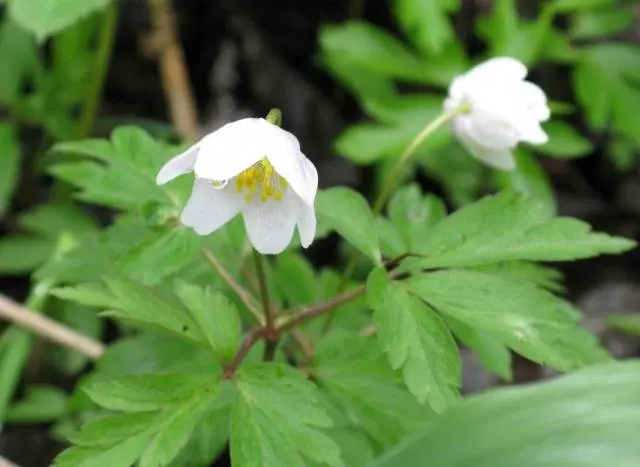 Oak Anemone: photo, planting and care