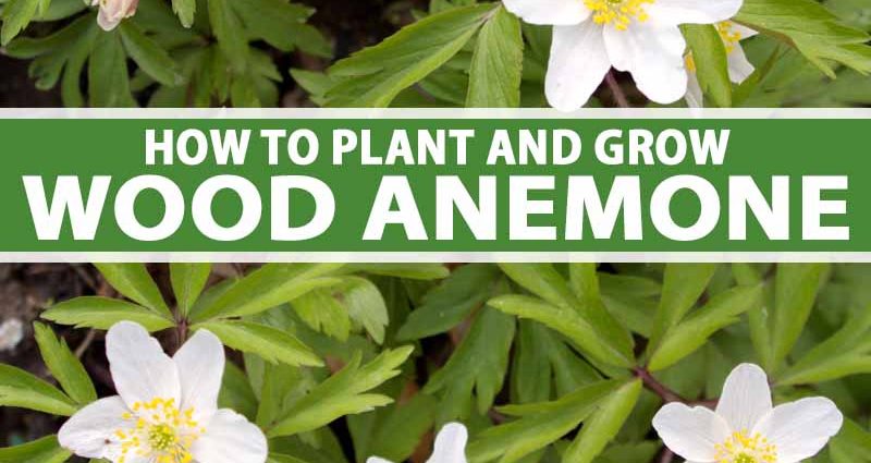 Oak Anemone: photo, planting and care