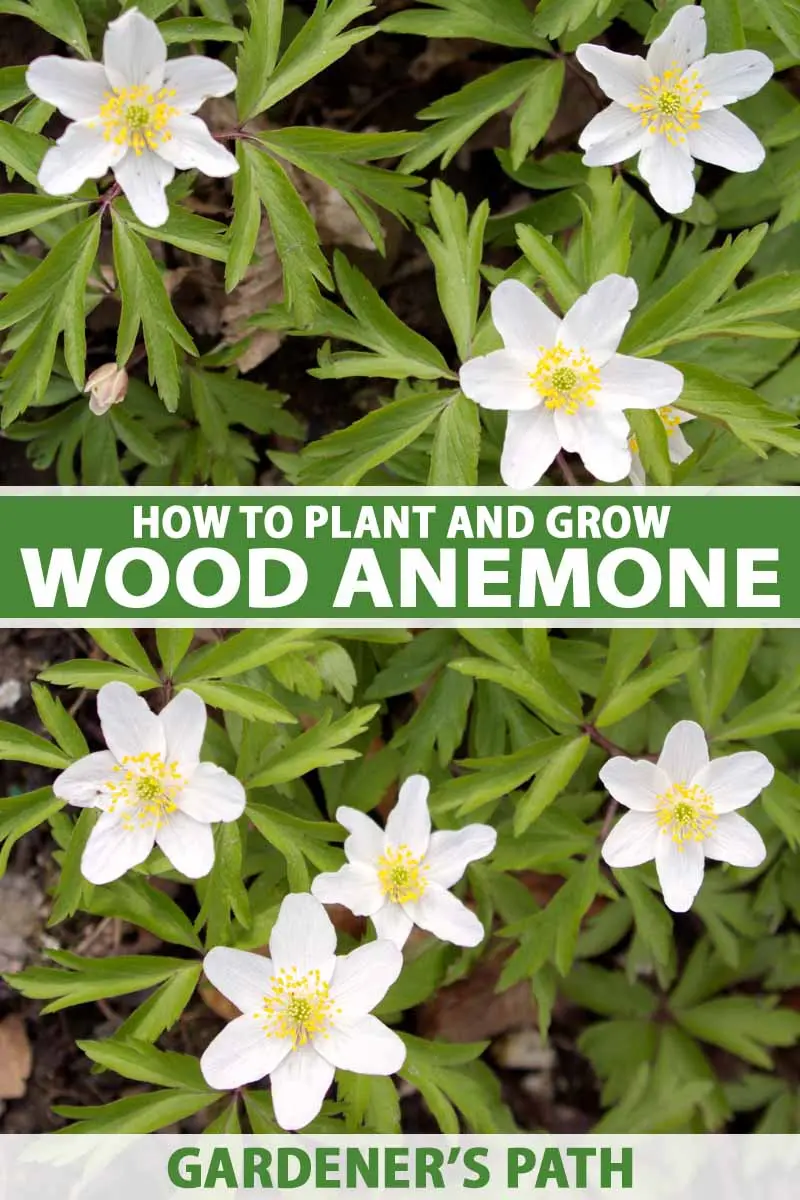 Oak Anemone: photo, planting and care