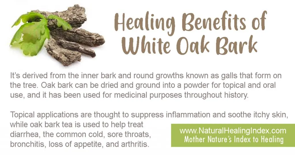 Oak bark &#8211; health properties, application, contraindications, price. Oak bark infusion