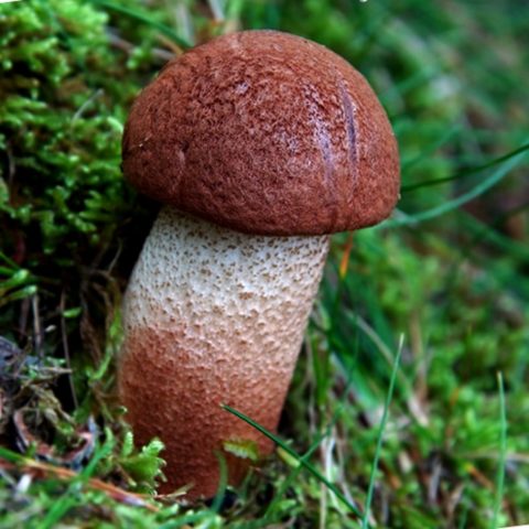 Oak boletus: photo and description