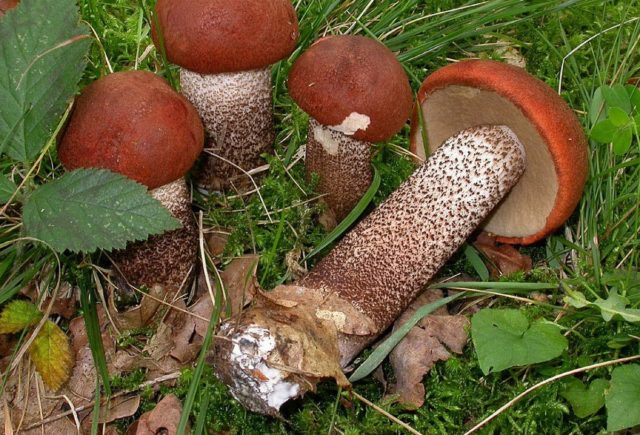 Oak boletus: photo and description