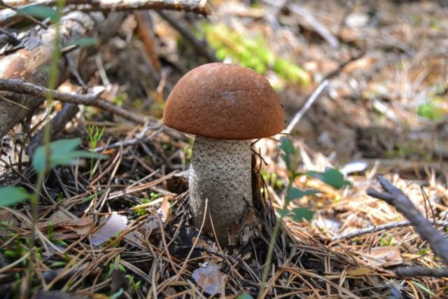 Oak boletus: photo and description