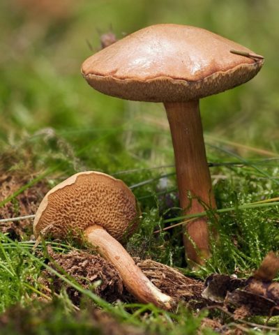 Oak boletus: photo and description