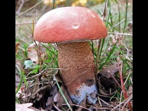 Oak boletus: photo and description