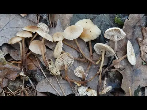 Oak garlic (Marasmius prasiosmus) photo and description