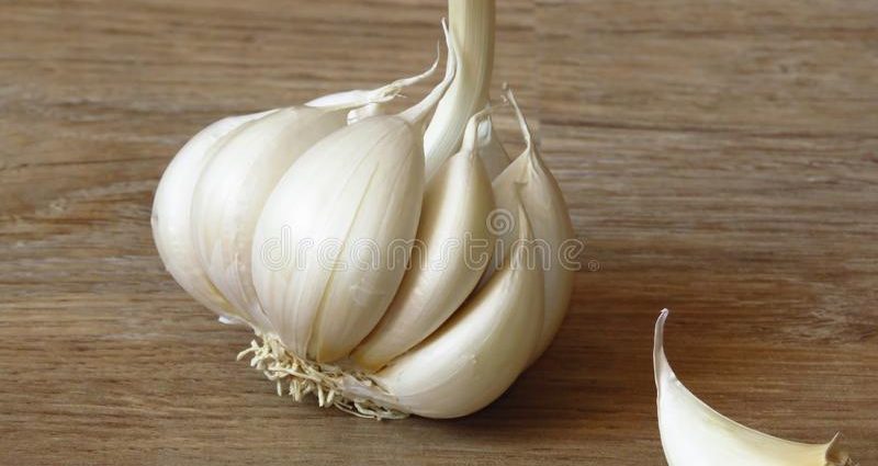 Oak garlic: photo and description