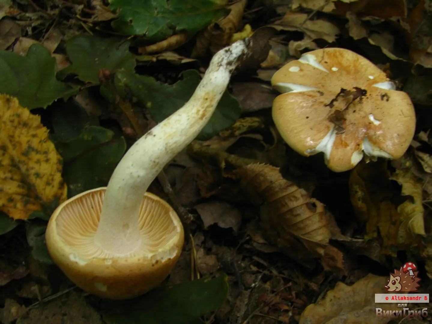 Oak hygrophorus (Agaricus nemoreus) photo and description