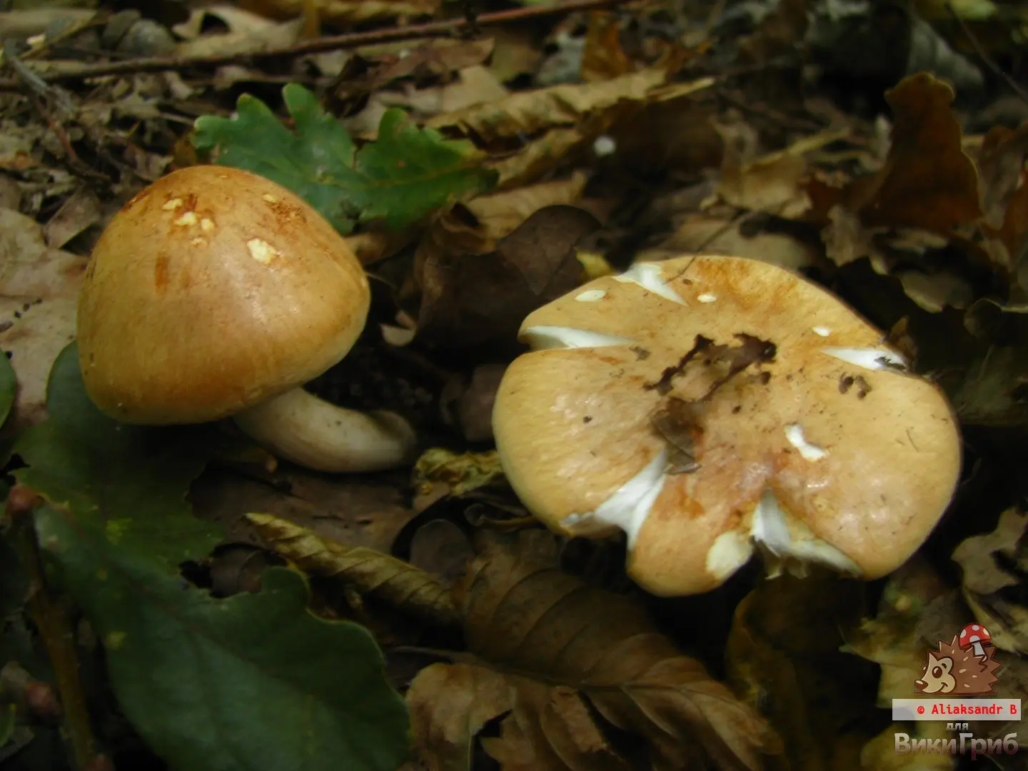 Oak hygrophorus (Agaricus nemoreus) photo and description