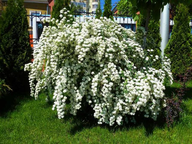 Oak-leaf spirea: photo and description