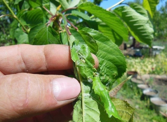 Oak-leaf spirea: photo and description