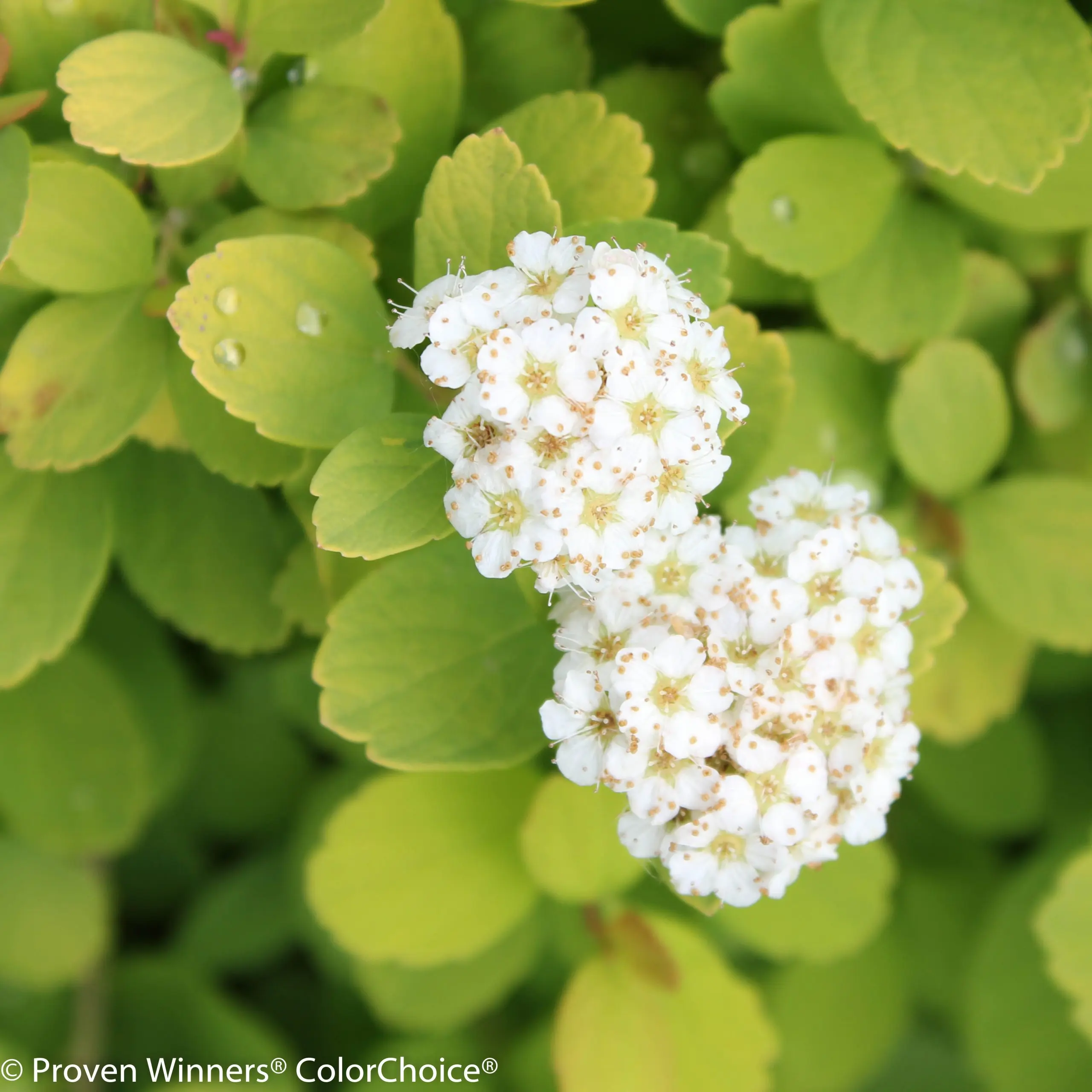 Oak-leaf spirea: photo and description