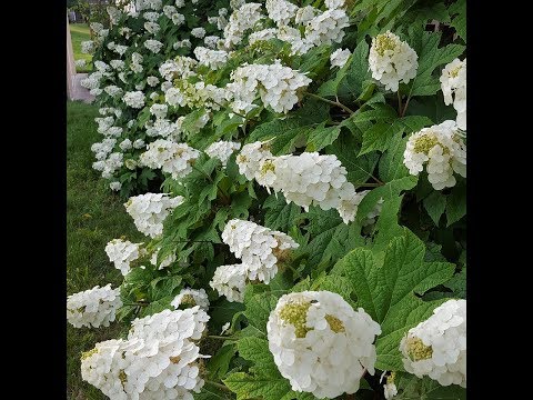 Oak-leaved hydrangea: ornamental trees and shrubs, description, reviews