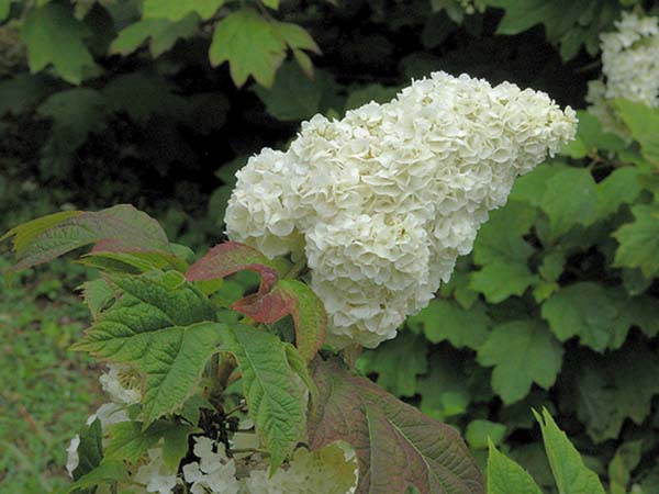 Oak-leaved hydrangea: ornamental trees and shrubs, description, reviews