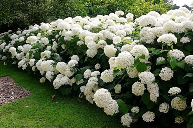 Oak-leaved hydrangea: ornamental trees and shrubs, description, reviews