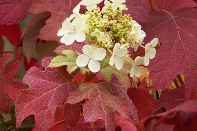 Oak-leaved hydrangea: ornamental trees and shrubs, description, reviews