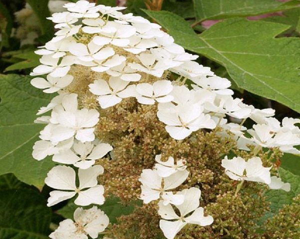 Oak-leaved hydrangea: ornamental trees and shrubs, description, reviews