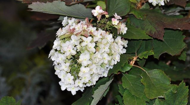 Oak-leaved hydrangea: ornamental trees and shrubs, description, reviews