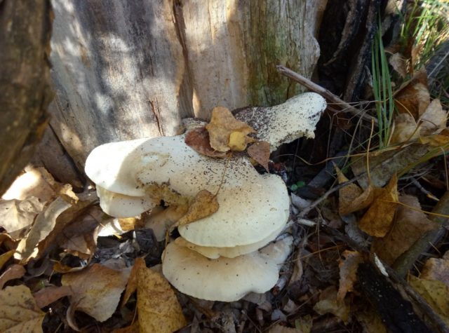 Oak oyster mushroom (Pleurotus dryinus): description and photo