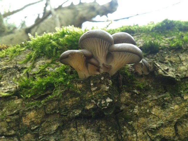 Oak oyster mushroom (Pleurotus dryinus): description and photo