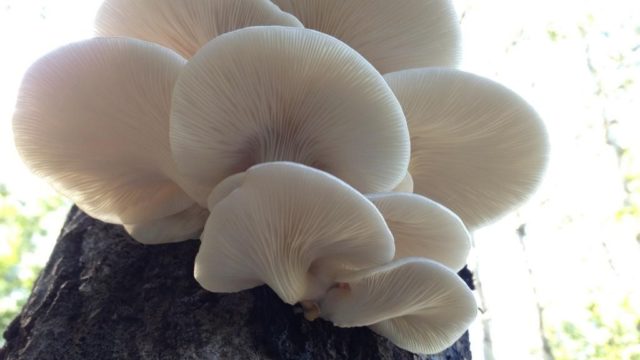 Oak oyster mushroom (Pleurotus dryinus): description and photo