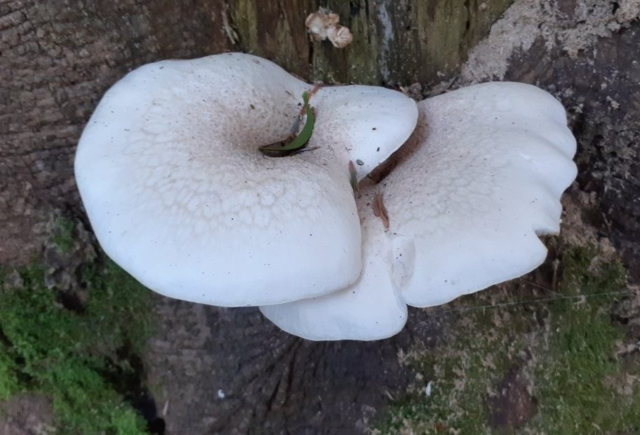 Oak oyster mushroom (Pleurotus dryinus) photo and description