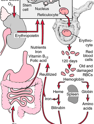 OB &#8211; Biernacki&#8217;s reaction. What is the erythrocyte sedimentation rate, norms, interpretation of results