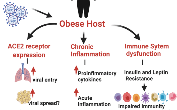 Obese people are at a higher risk of the severe form of coronavirus infection