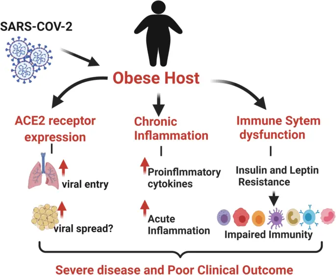 Obese people are at a higher risk of the severe form of coronavirus infection