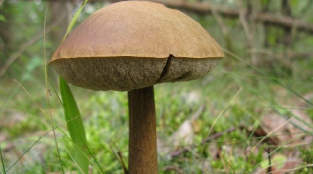 Obobok mushroom: photo and description, when and where it grows