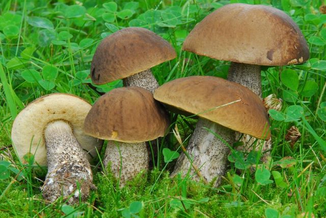 Obobok mushroom: photo and description, when and where it grows