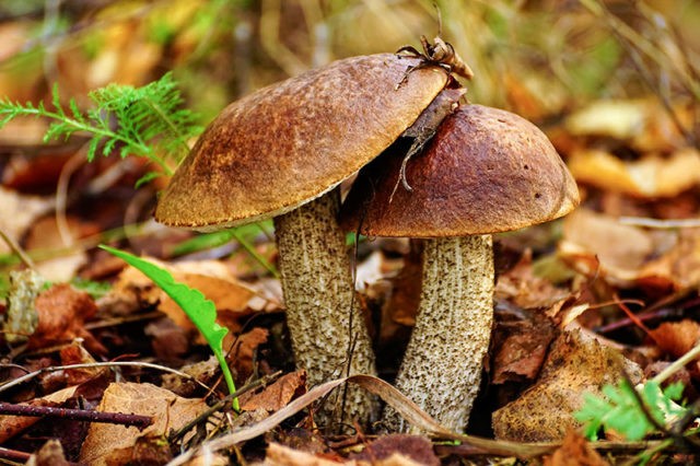 Obobok mushroom: photo and description, when and where it grows