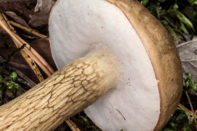 Obobok mushroom: photo and description, when and where it grows