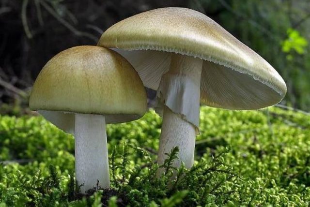 Obobok mushroom: photo and description, when and where it grows