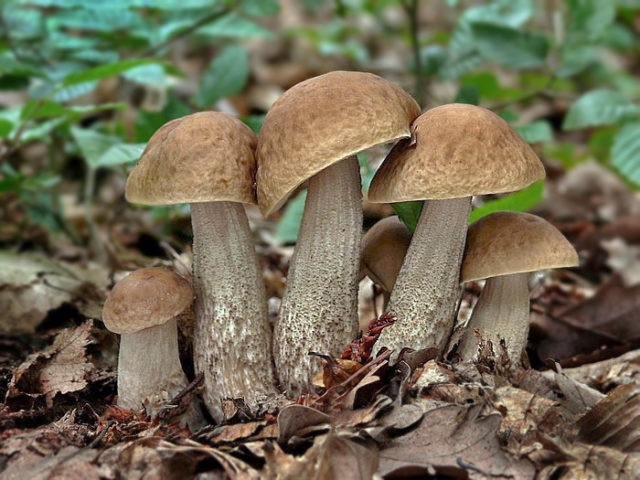 Obobok mushroom: photo and description, when and where it grows