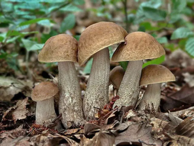 Obobok mushroom: photo and description, when and where it grows