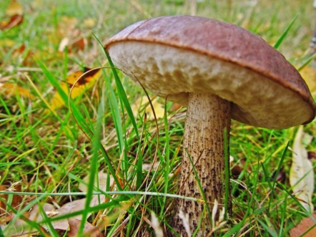 Obobok mushroom: photo and description, when and where it grows