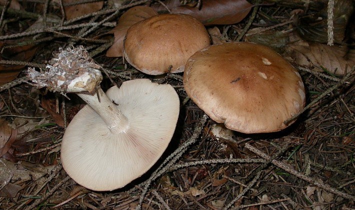 October mushrooms: edible and inedible species