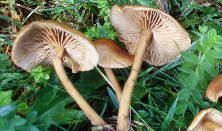 October mushrooms: edible and inedible species