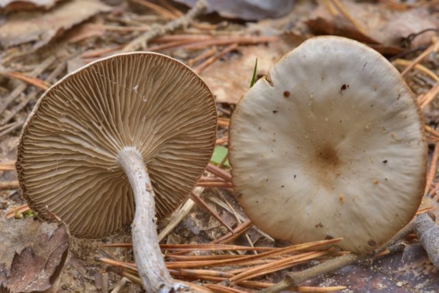 Odorous talker: description, photo, where it grows