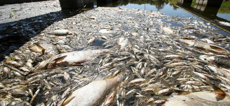 Odra river near the Polish border. The epidemic continues in Ukraine