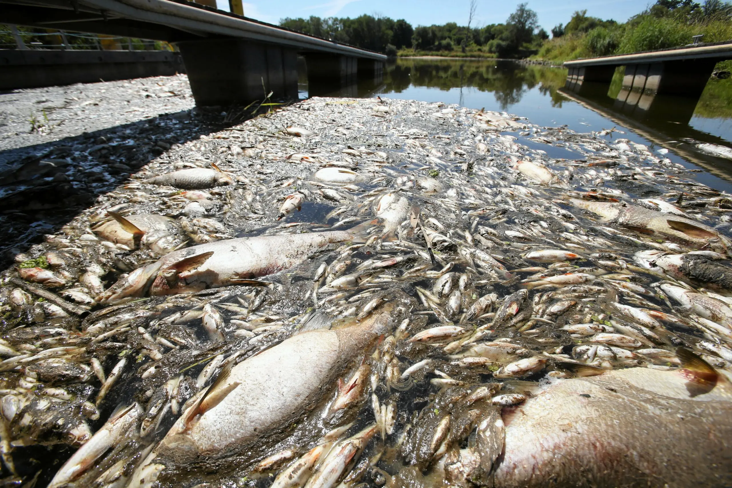 Odra river near the Polish border. The epidemic continues in Ukraine