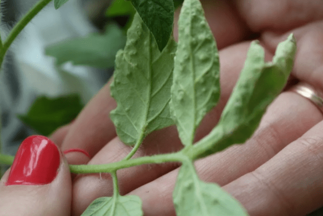 Oedema (edema) on tomatoes: photo, fight