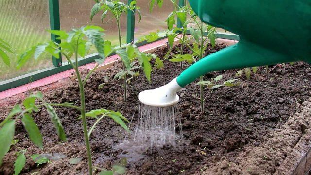 Oedema (edema) on tomatoes: photo, fight