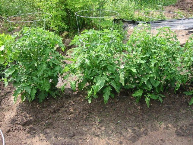 Oedema (edema) on tomatoes: photo, fight