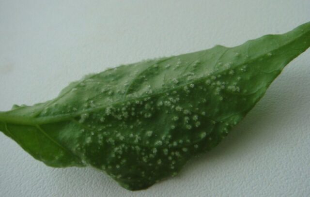 Oedema (Eden) of sweet pepper leaves: how to treat, photo