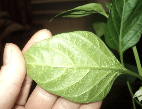 Oedema (Eden) of sweet pepper leaves: how to treat, photo