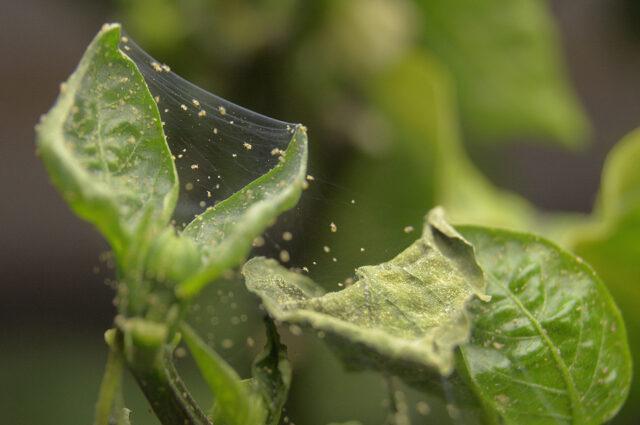 Oedema (Eden) of sweet pepper leaves: how to treat, photo