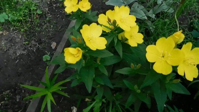 Oenothera Missouri gold: planting and care, description, photo