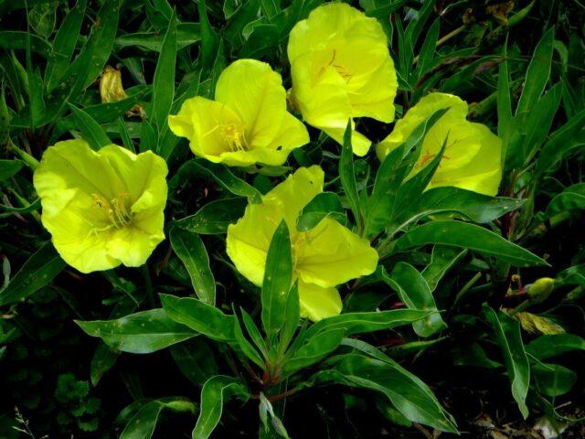 Oenothera Missouri gold: planting and care, description, photo